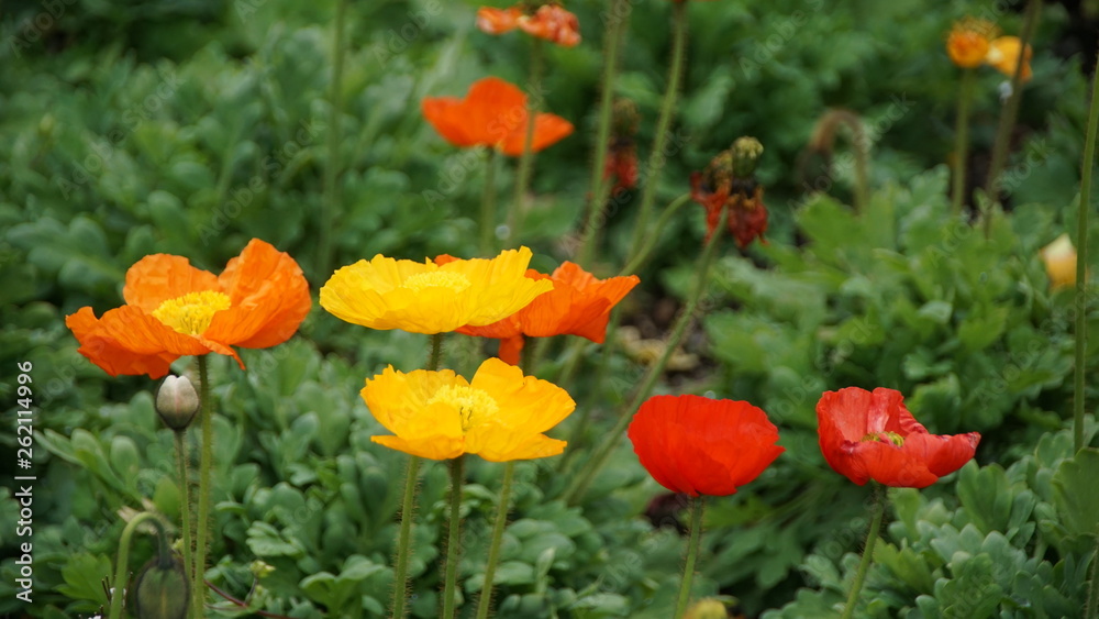 Bunter Klatschmohn 1 Bunter Klatschmohn 1