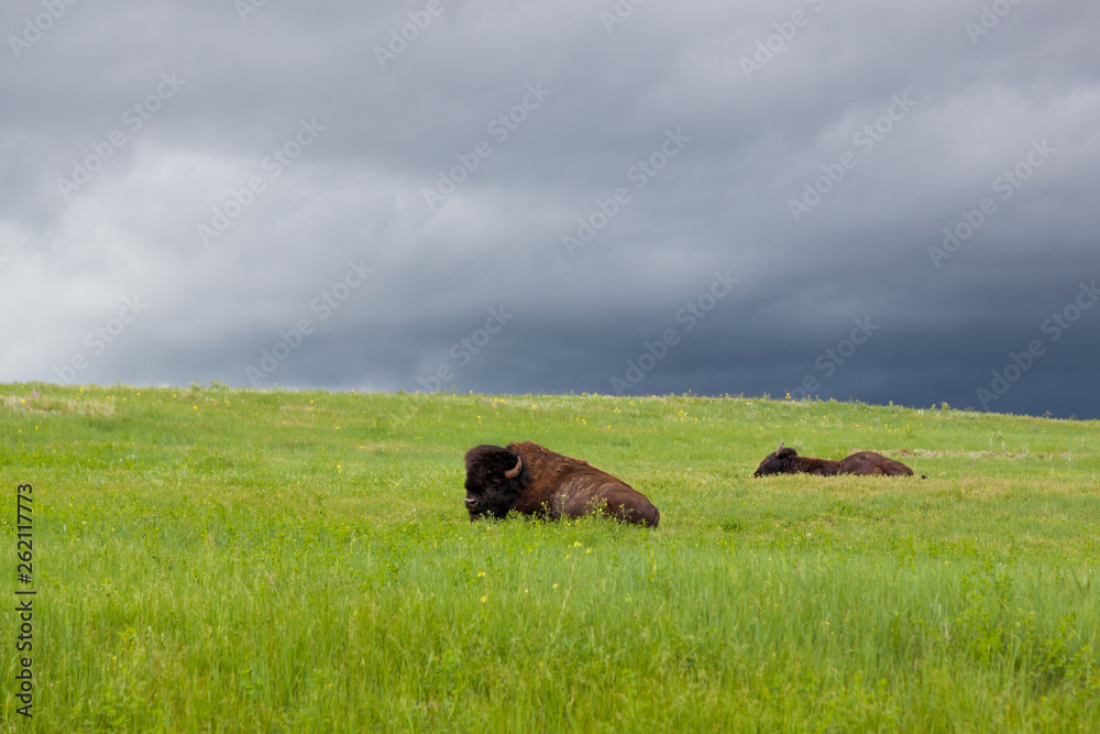 Two Buffalo Resting On a Hillside