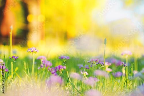Spring flower field, meadow of purple blooms with yellow background in nature. © ccestep8
