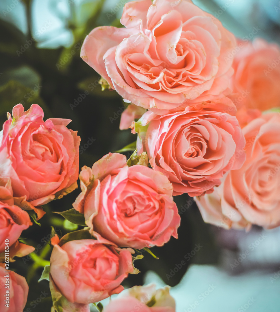 Bright pink roses close-up with green leaves for a background in a blurred soft style. Bright pink roses close-up with green leaves for a background in a blurred soft style.