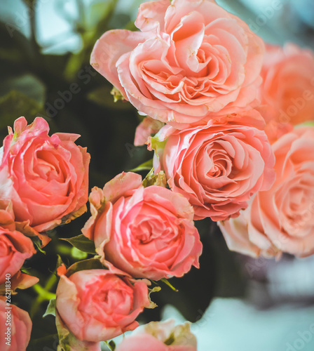 Bright pink roses close-up with green leaves for a background in a blurred soft style.