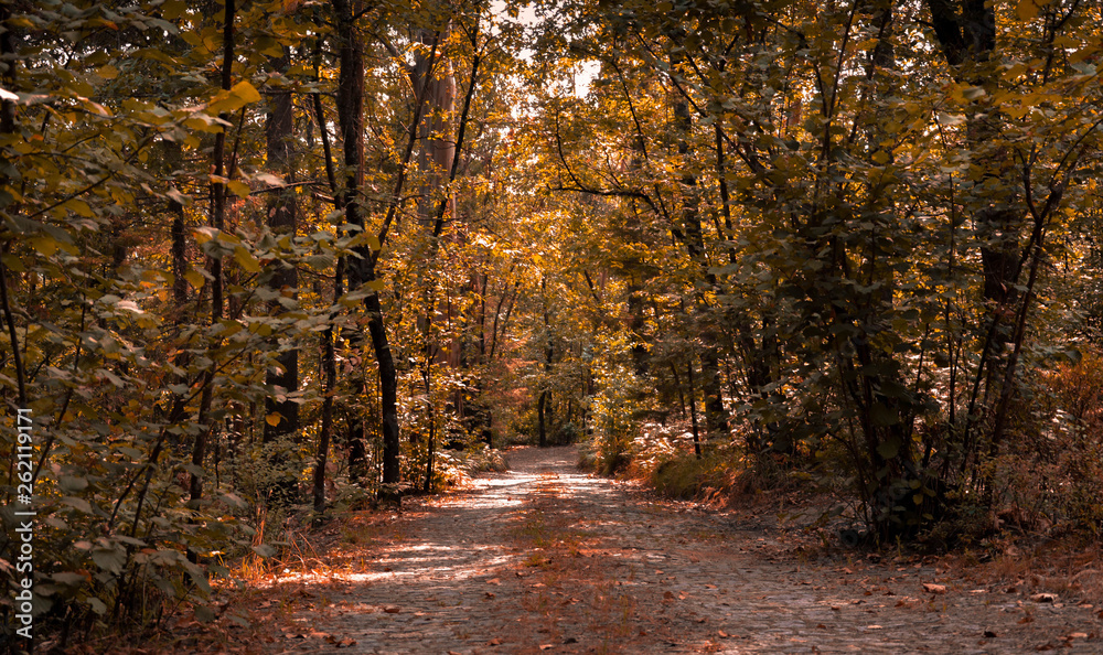 Obraz premium vegetação