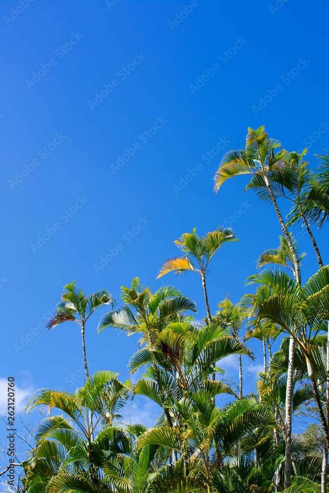 Naklejka premium Coconut Trees and Sky Background
