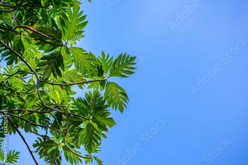 Breadfruit Tree Leaves Background