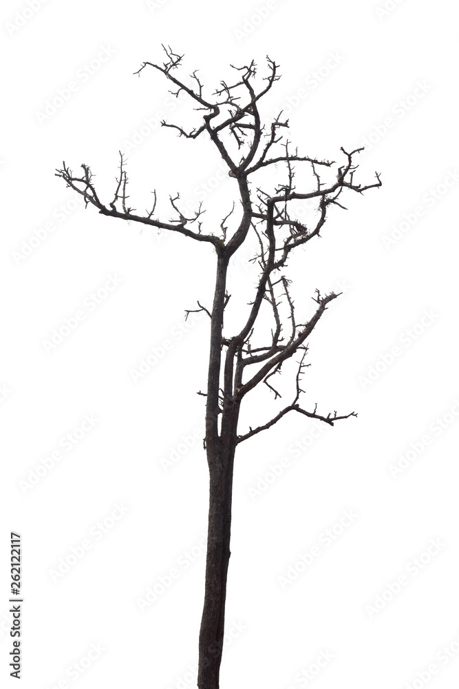 Fototapeta premium dead tree isolated on white background