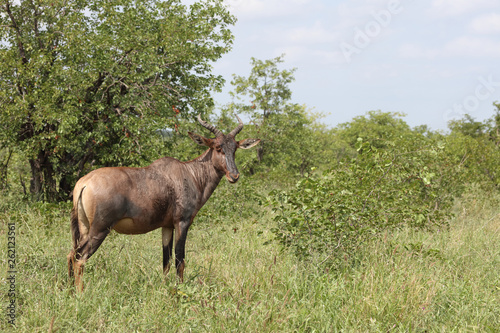 Leierantilope oder Halbmondantilope   Common Tsessebe   Damaliscus lunatus