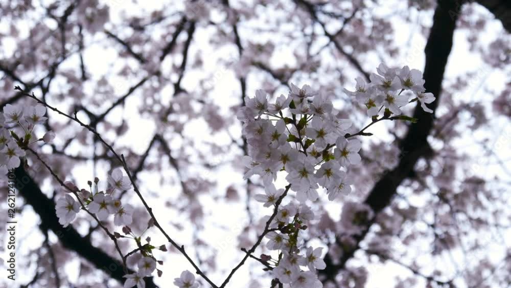 Pink cherry blossom(Cherry blossom, Japanese flowering cherry) on the Sakura tree. Blossoming cherry trees framing the nice blue sky Pink cherry blossom(Cherry blossom, Japanese flowering cherry) on the Sakura tree. Blossoming cherry trees framing the nice blue sky