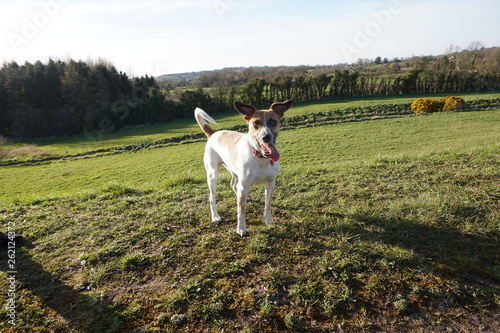 jack russel terier piec irlandia polnocna belfast lisburn  photo