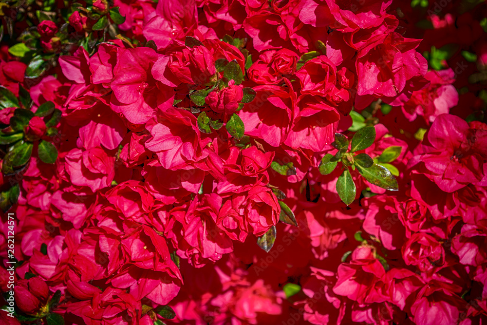 Azalea blossoms plant Azalea blossoms plant