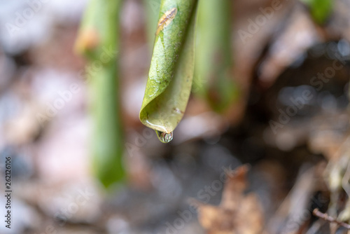 leaf water drop
