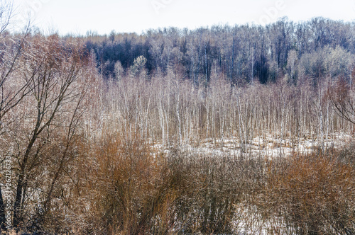Early spring. Young birches. Landscape. Moscow  Russia
