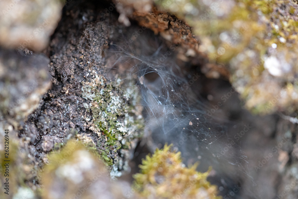 Web Web