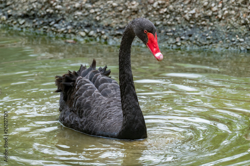 Black Swan (Cygnus atratus), Native to Australia