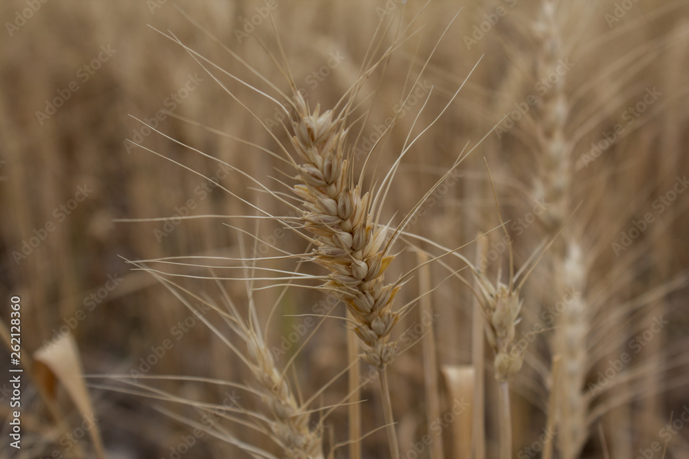Wheat detail Wheat detail