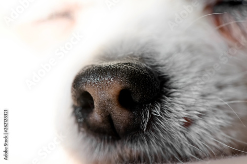 Chihuahua dog wet nose macro shot on white background 