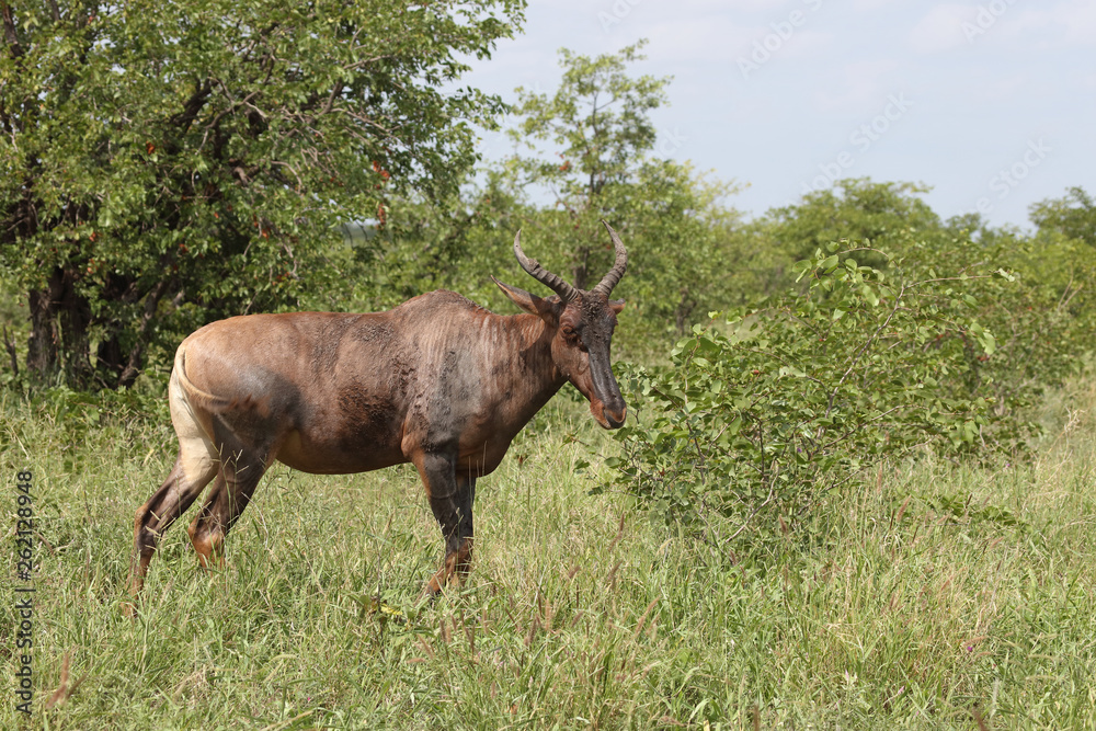 Fototapeta premium Leierantilope oder Halbmondantilope / Common Tsessebe / Damaliscus lunatus