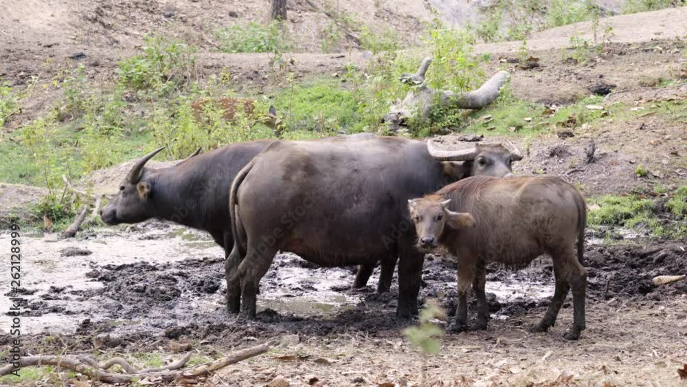 group of water buffalo in thailand countryside