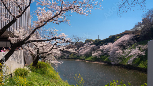Chiyoda, Tokyo / Japan - April 04 2019: Beautiful lake in Chidorigafuchi, surrounding the Imperial Palace, and with hundreds of sakura trees, very nice boat riding