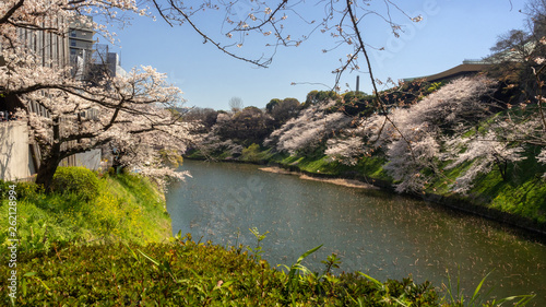 Chiyoda, Tokyo / Japan - April 04 2019: Beautiful lake in Chidorigafuchi, surrounding the Imperial Palace, and with hundreds of sakura trees, very nice boat riding