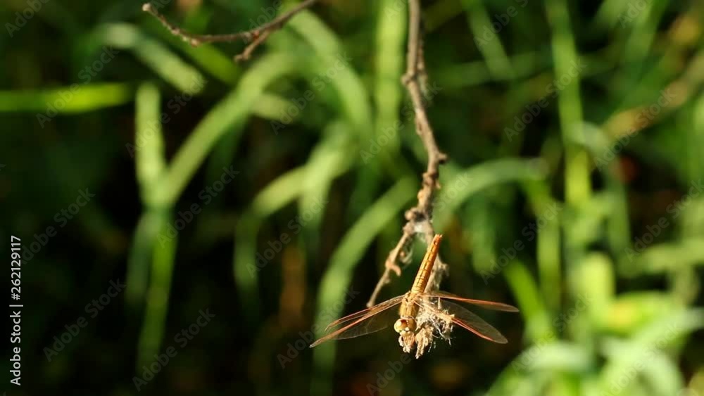 Dragonfly holding branch of tree in the field Chiangmai Thailand Dragonfly holding branch of tree in the field Chiangmai Thailand
