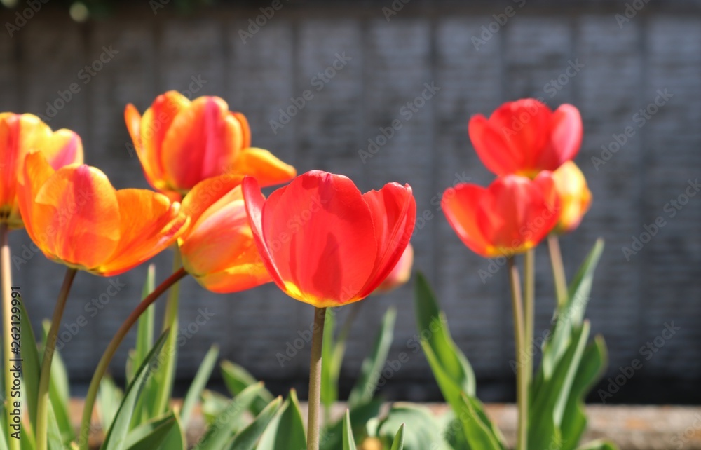 ちゅーりっぷ カラフル 春 花壇 とちぎ Stock Photo Adobe Stock