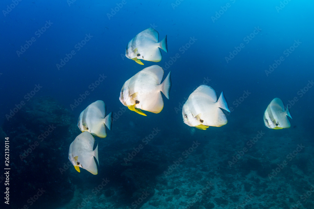 Fototapeta premium Large Batfish (Spadefish) on a tropical coral reef in Thailand
