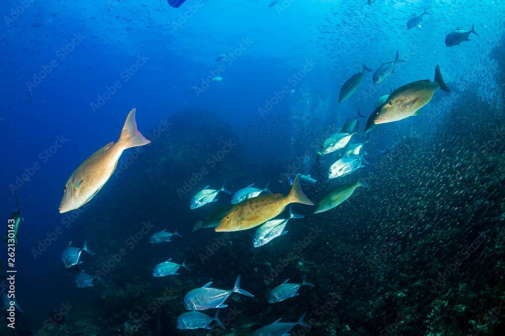 Trevally and Emperor hunting on a dark coral reef Trevally and Emperor hunting on a dark coral reef
