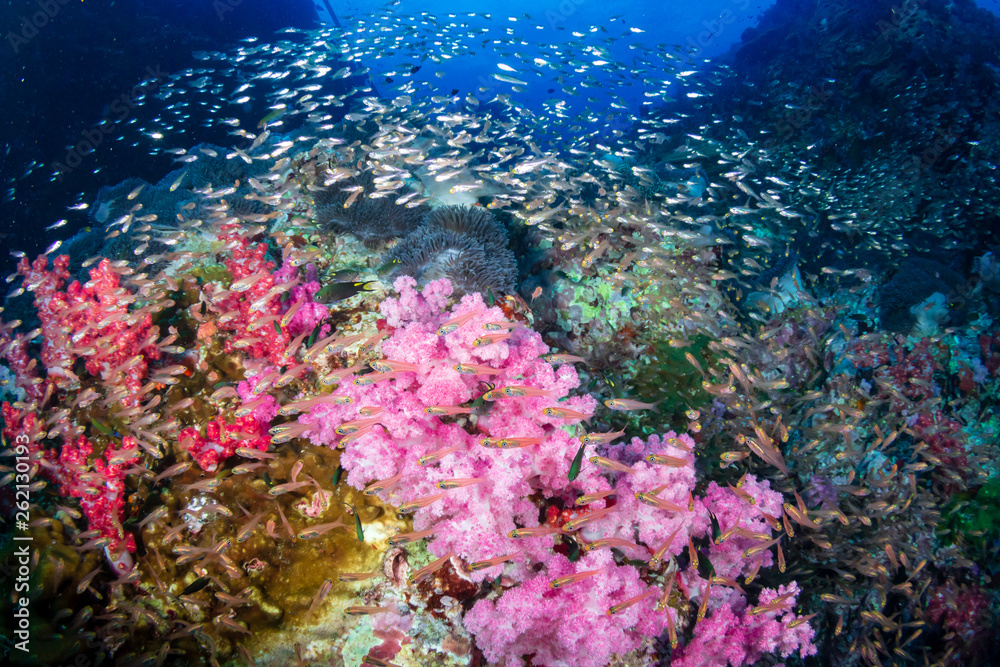 Obraz premium A colorful tropical coral reef scene