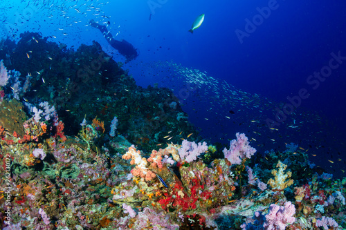 SCUBA diver on a colorful  healthy tropical coral reef