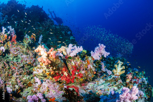 Fototapeta Naklejka Na Ścianę i Meble -  Colorful tropical coral reefscape