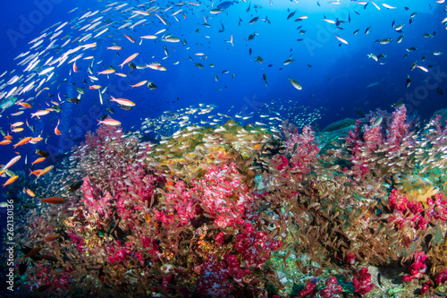 Fototapeta Naklejka Na Ścianę i Meble -  A colorful tropical coral reef scene