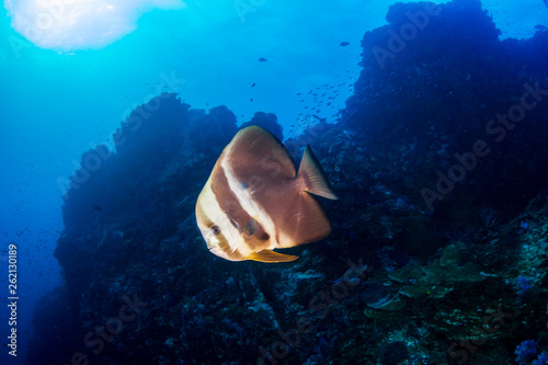 Large Batfish (Spadefish) on a tropical coral reef in Thailand