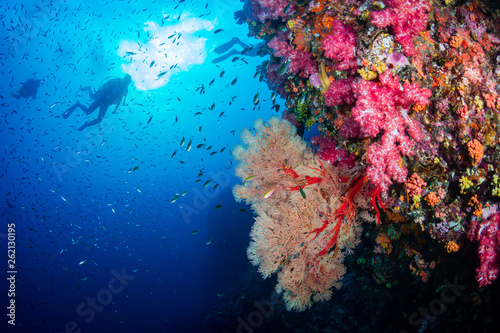 Large, delicate Sea Fans on a tropical coral reef in Thailand