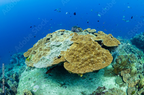 A large, damaged hard coral on a tropical reef