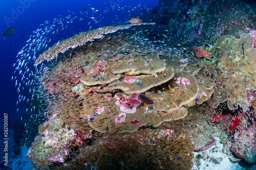 A colorful tropical coral reef scene