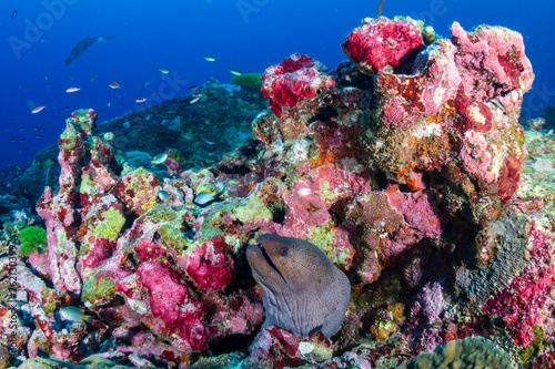 Large Giant Moray Eel in a hole on a colorful tropical coral reef