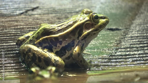 トノサマガエル、殿様蛙 / Black-spotted pond frog, Pelophylax nigromaculatus, Dark-spotted frog, 4K photo