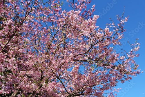 さくら　風景　満開　春　杤木