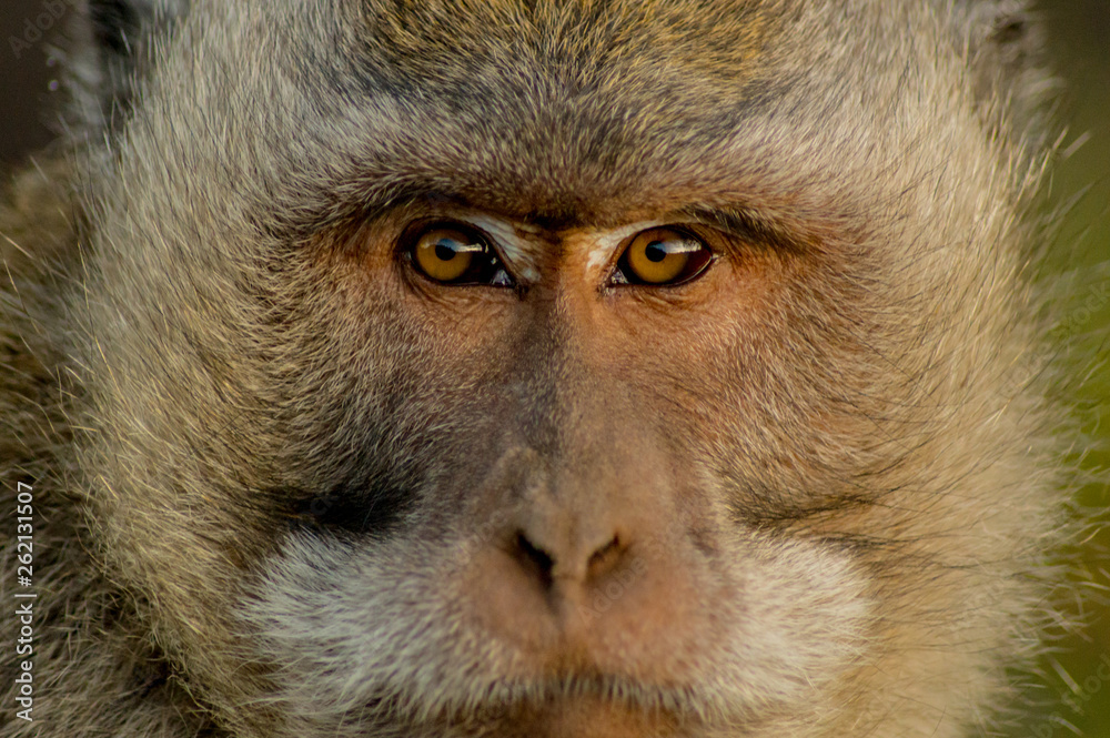 Obraz premium Macaque Stare