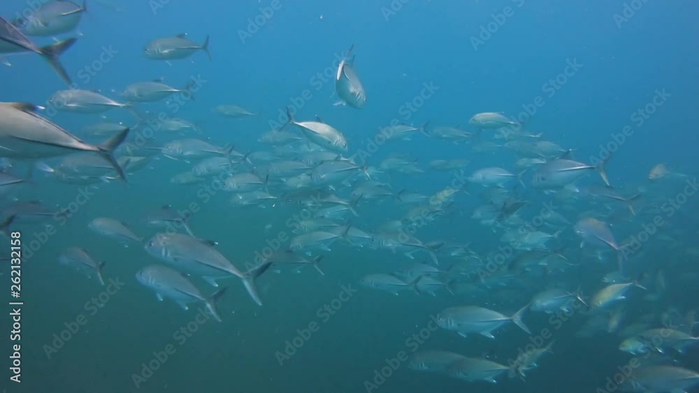 School of Jacks in blue water above a tropical coral reef School of Jacks in blue water above a tropical coral reef