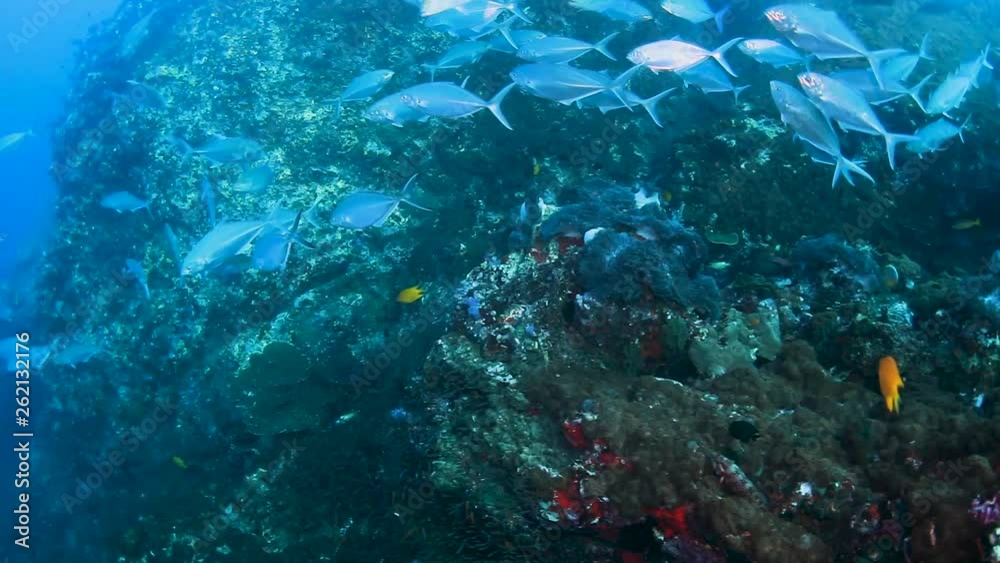 Large school of Trevally and other jacks on a tropical coral reef