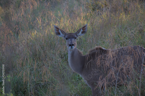 Kruger life