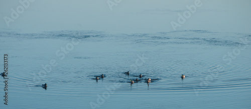 Ducks, ducks, ducks
