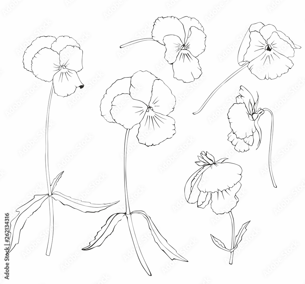 Set of flowers pansies black and white vector drawing, for design and coloring.
