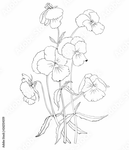 Pansies flowers black and white vector pattern isolated on white background.