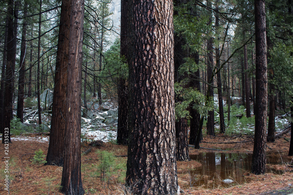 Obraz premium Tree life