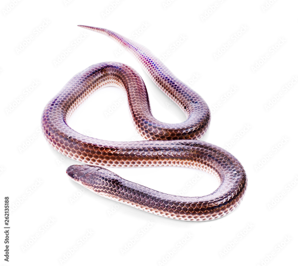 Snake on white background Snake on white background
