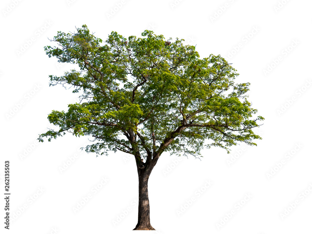 Trees isolated on white background with clipping paths for garden design , architectural design , Decoration work , Used with natural articles both on print and website.