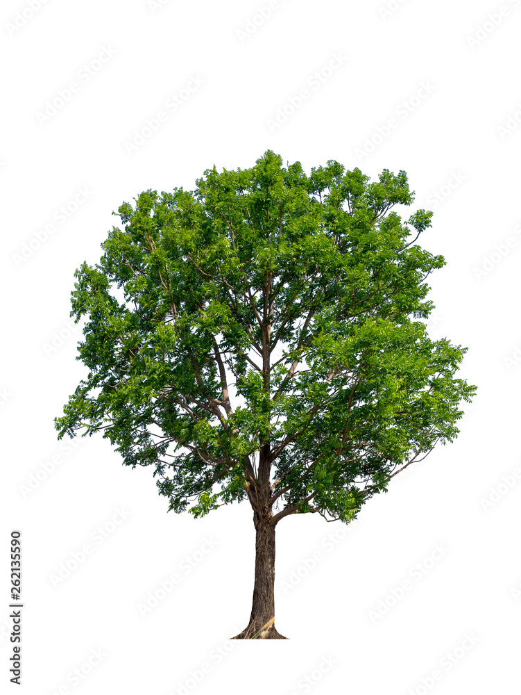 Trees isolated on white background with clipping paths for garden design , architectural design , Decoration work , Used with natural articles both on print and website. Trees isolated on white background with clipping paths for garden design , architectural design , Decoration work , Used with natural articles both on print and website.