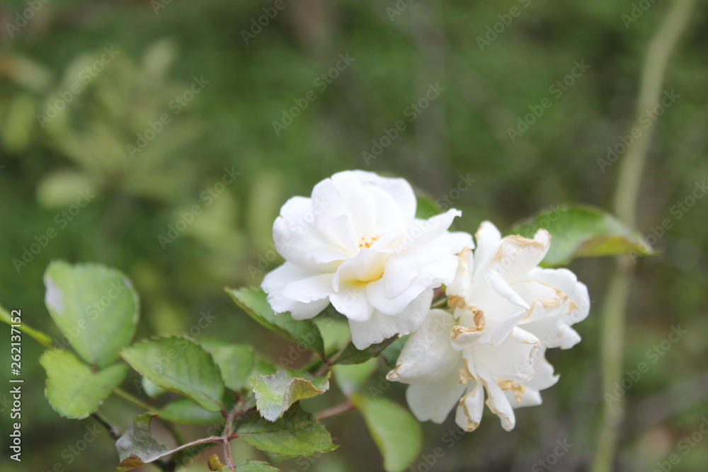 Fototapeta premium Biała Róża